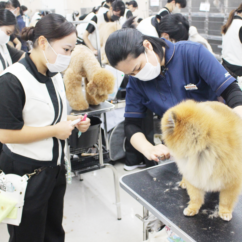 今日もトりミングがんばっています☆